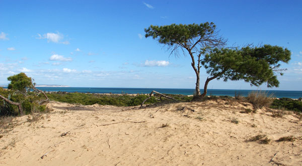 Playa El moncayo Guardamar